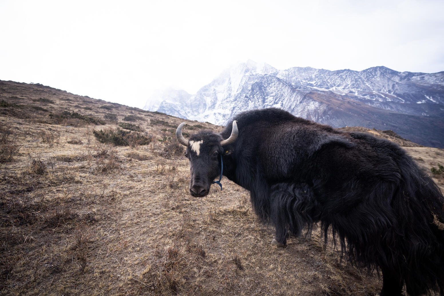 Langtang Nepal Emma Miller Kelly Wellbeing Explorers Liam Kelly Photo